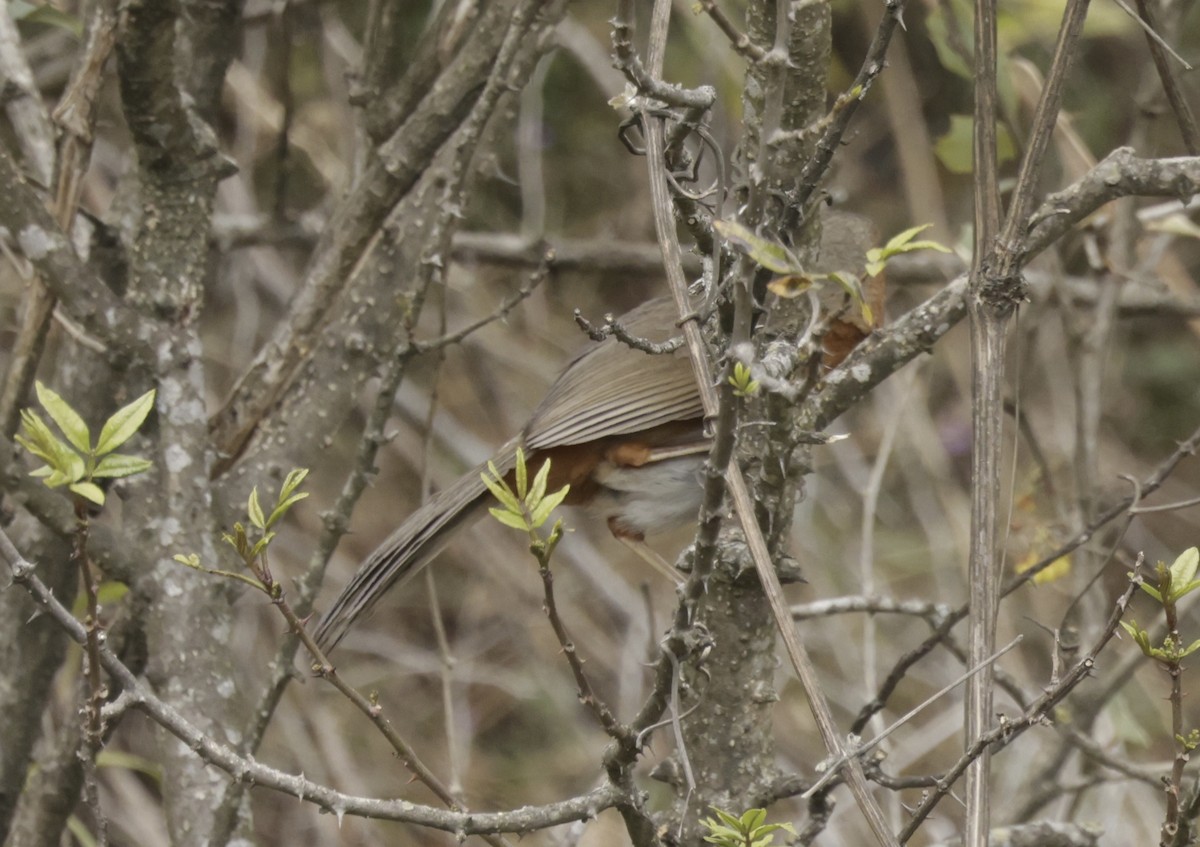 Rusty-cheeked Scimitar-Babbler - ML633418716