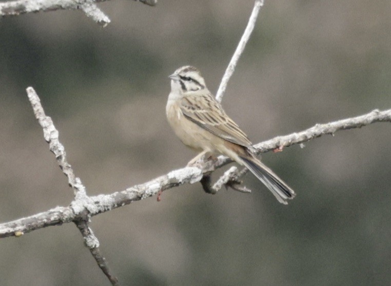 Rock Bunting - ML633418726
