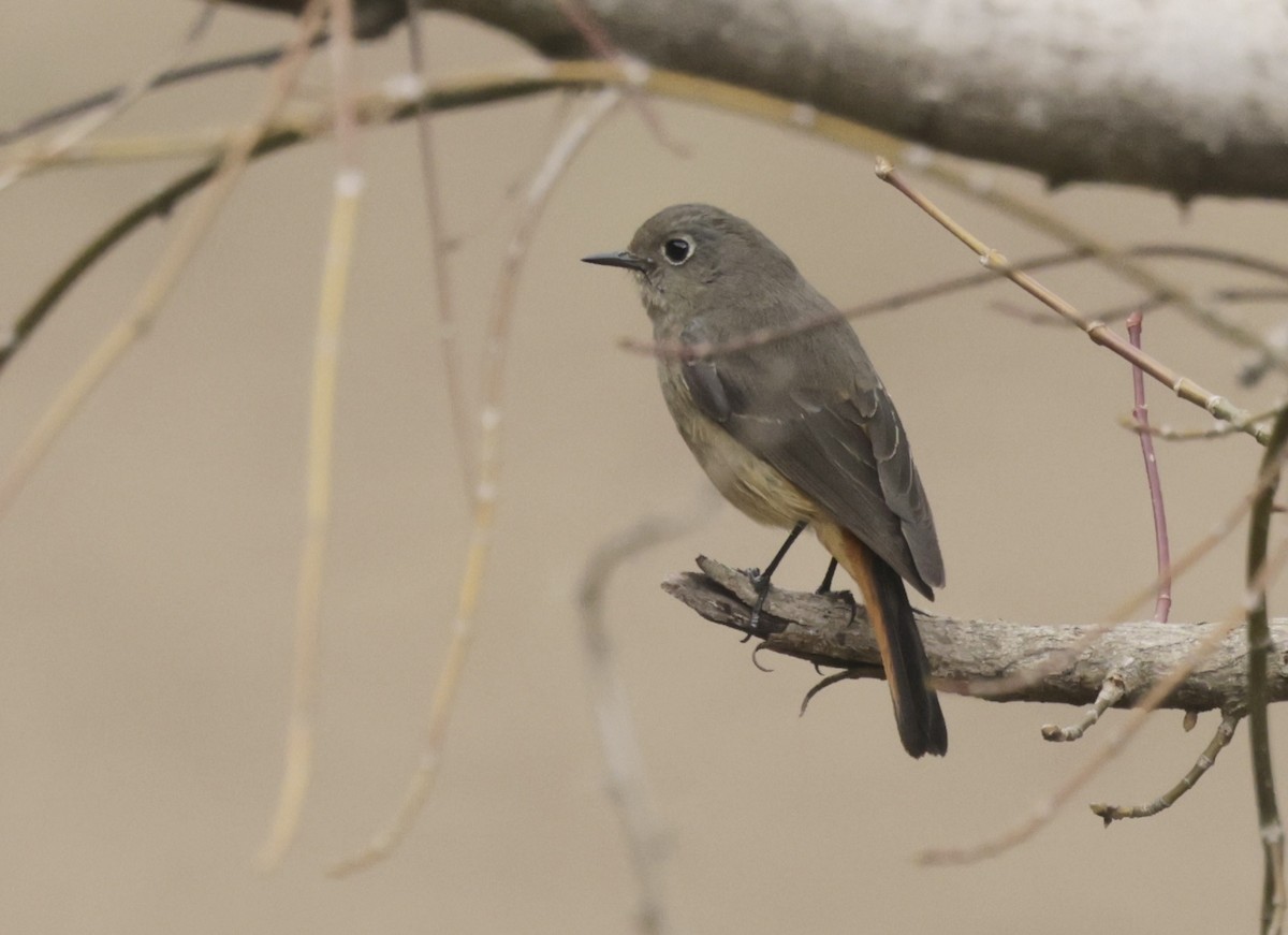 Blue-fronted Redstart - ML633418737