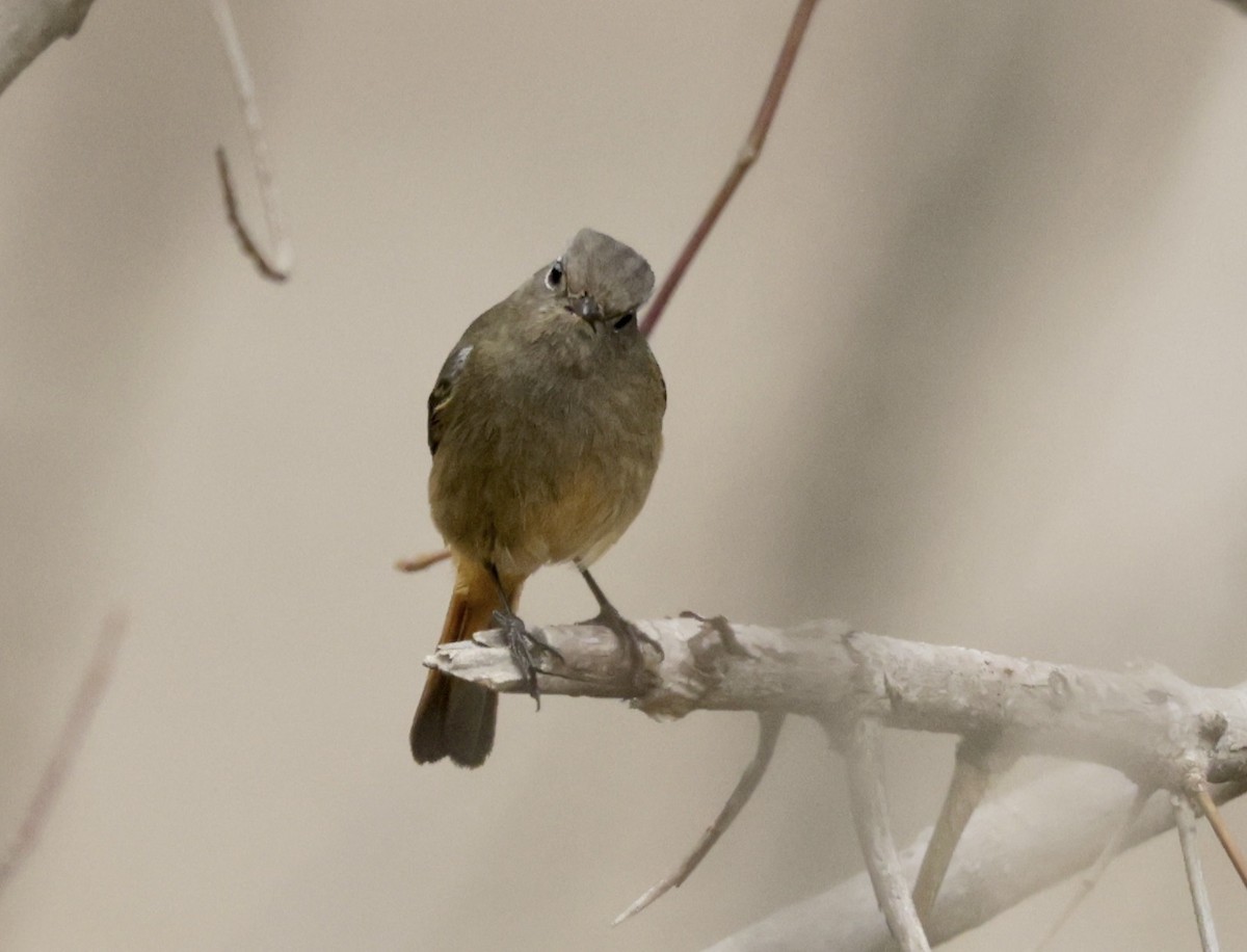 Blue-fronted Redstart - ML633418740