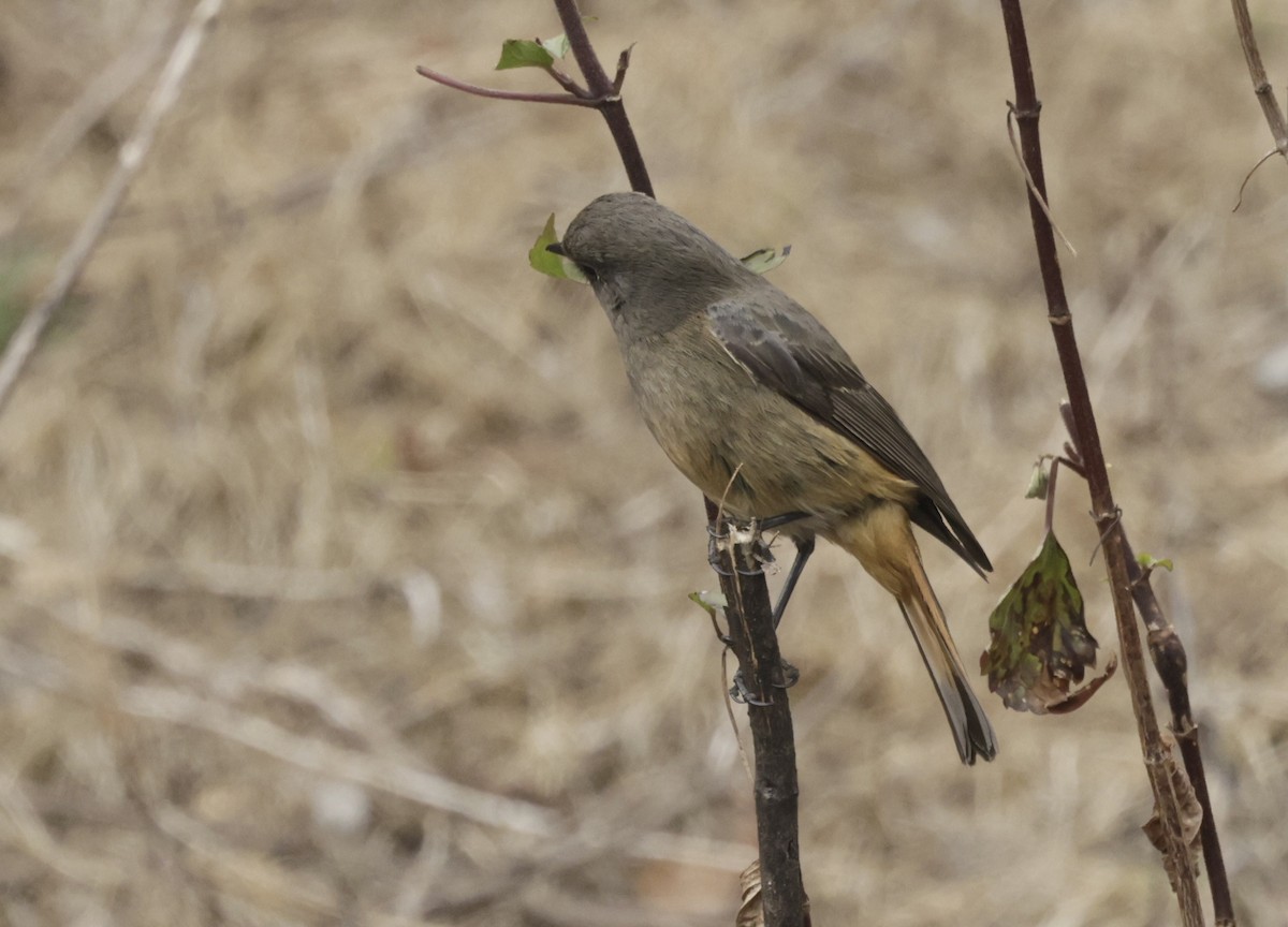 Blue-fronted Redstart - ML633418746