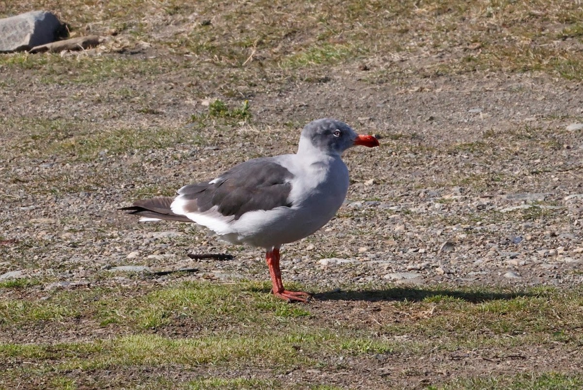 Brown-hooded Gull - ML633418790