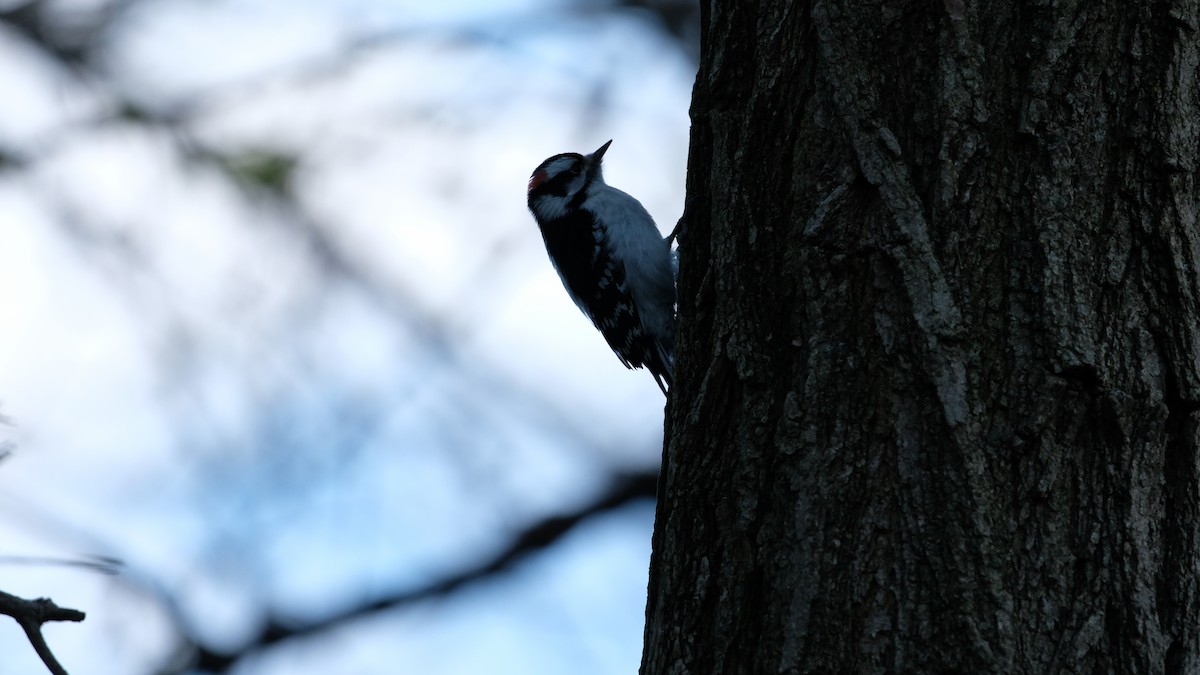 Downy Woodpecker - ML633418791