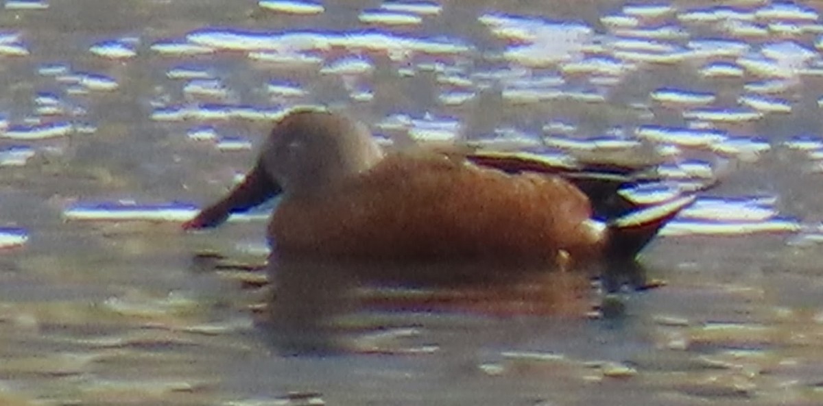 Red Shoveler - ML633418809