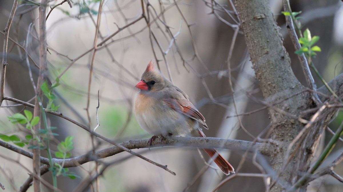 Northern Cardinal - ML633418811
