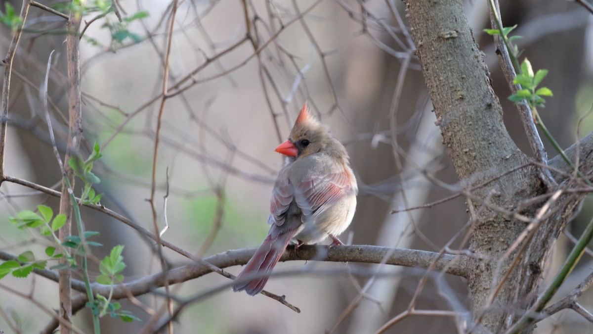 Northern Cardinal - ML633418816