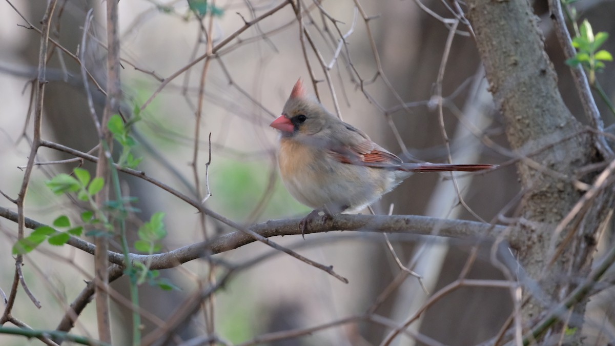 Northern Cardinal - ML633418821