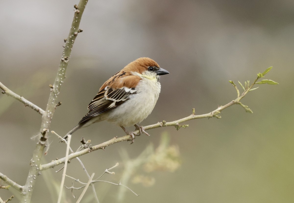 Russet Sparrow - ML633418835