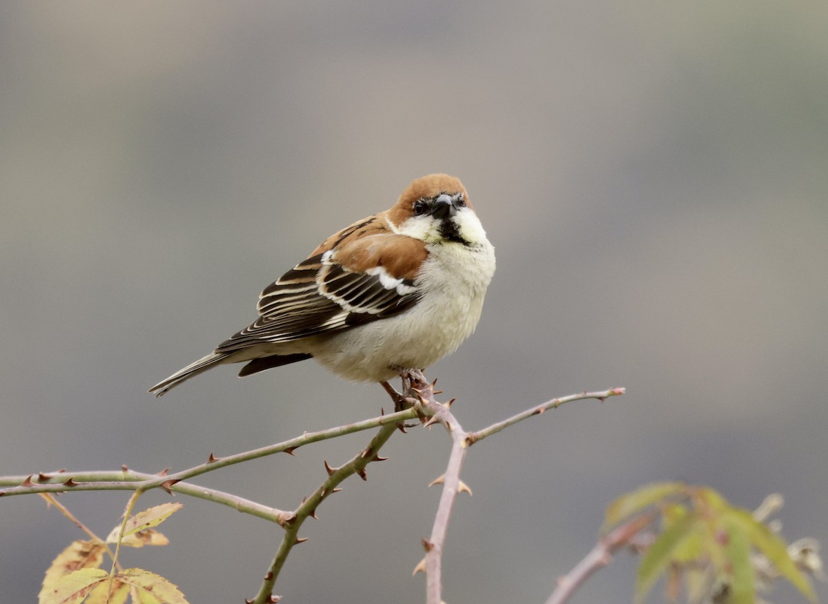 Russet Sparrow - ML633418840