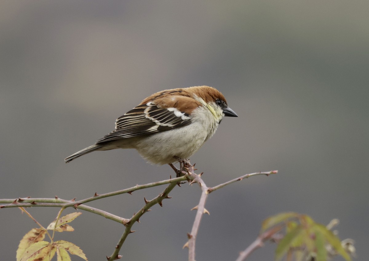 Russet Sparrow - ML633418847