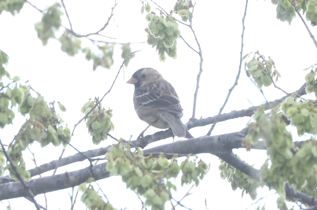 Harris's Sparrow - ML633418864