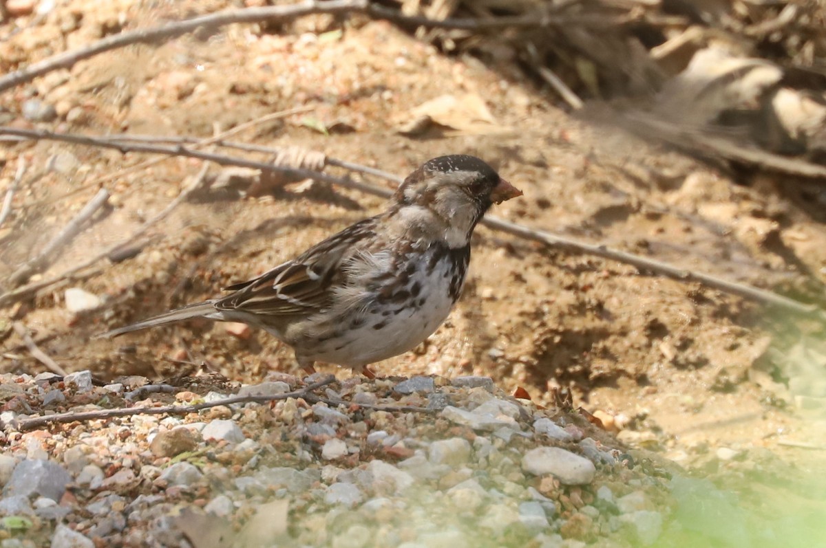 Harris's Sparrow - ML633418866