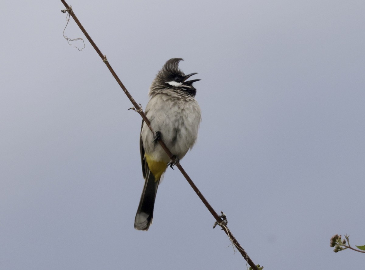 Himalayan Bulbul - ML633418900