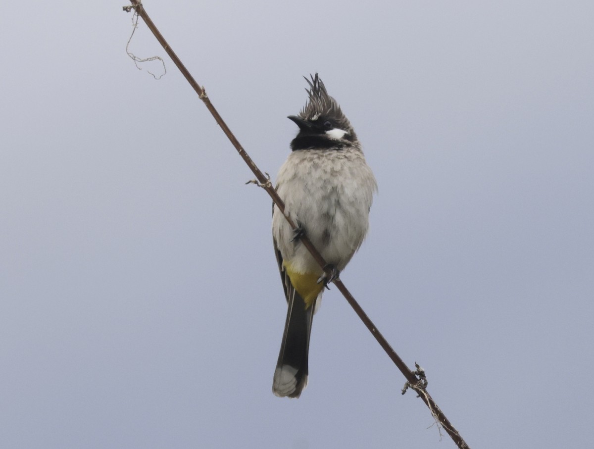Himalayan Bulbul - ML633418904