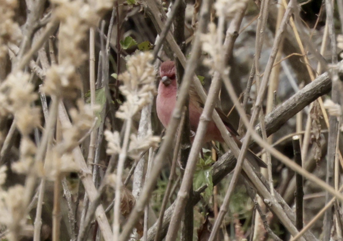 Pink-browed Rosefinch - ML633418954