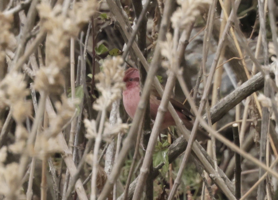 Pink-browed Rosefinch - ML633418960