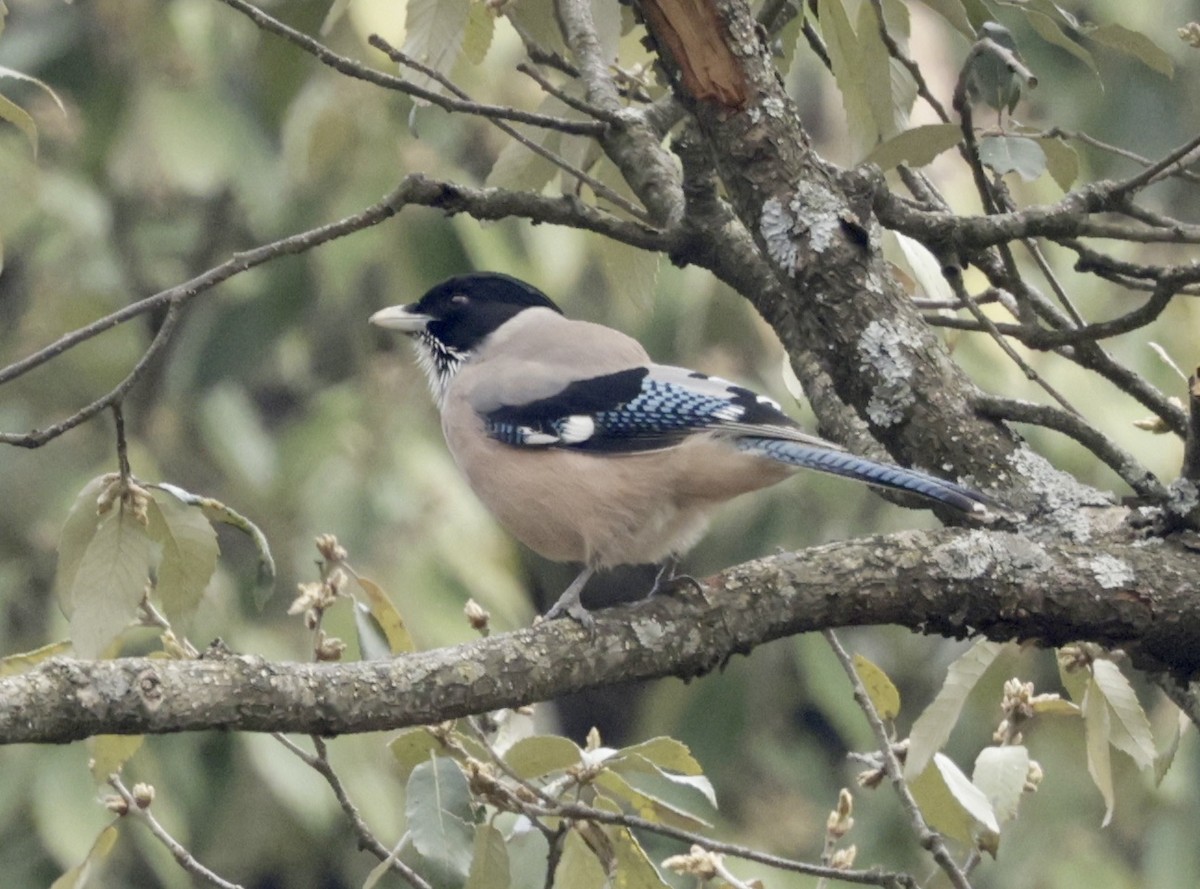 Black-headed Jay - ML633418975