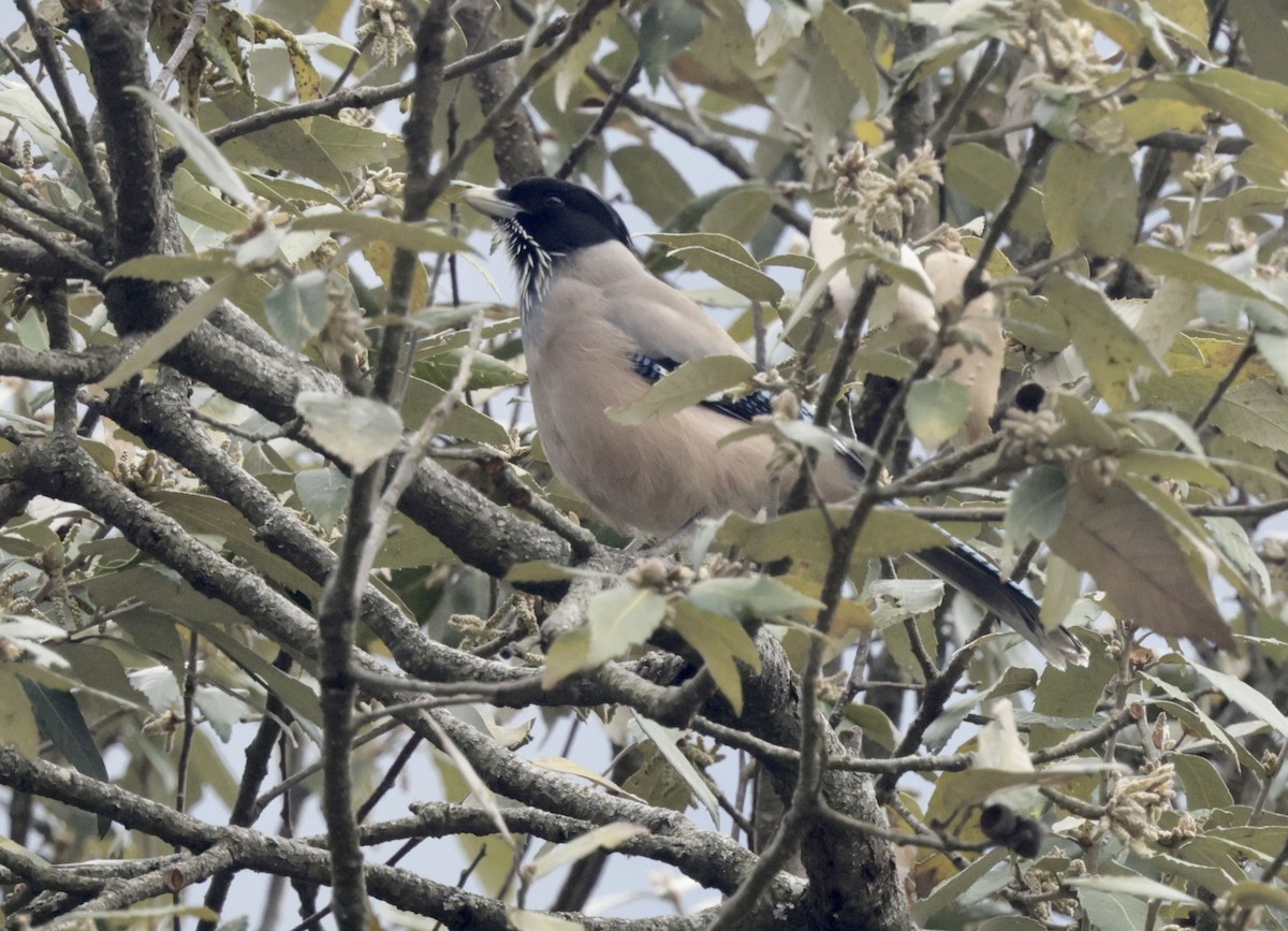 Black-headed Jay - ML633418984