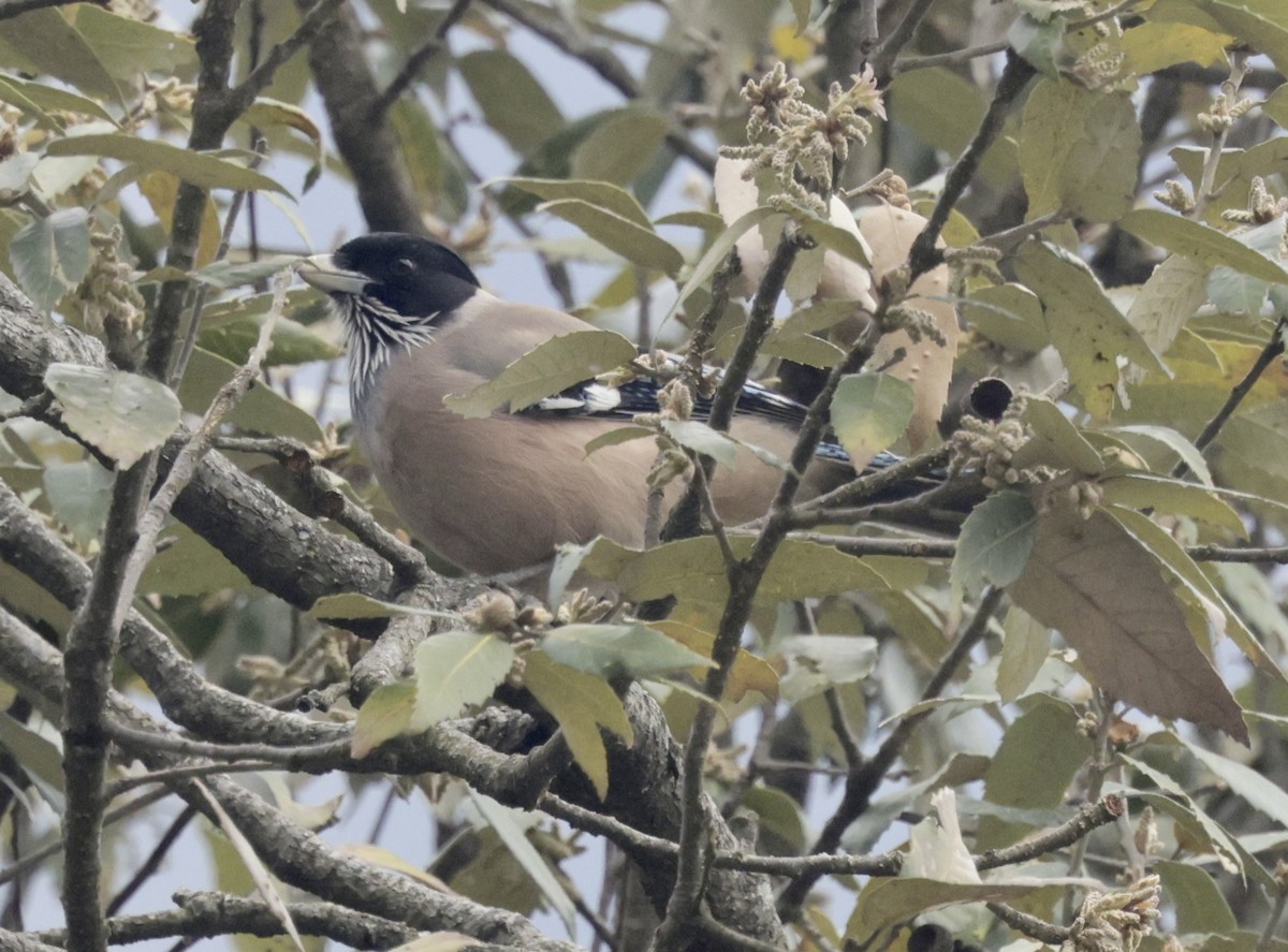 Black-headed Jay - ML633418990
