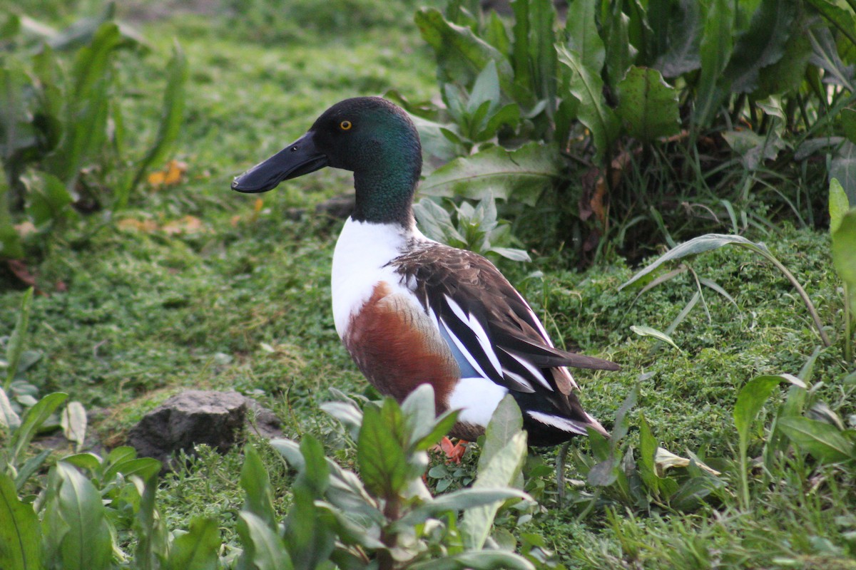 Northern Shoveler - ML633419183