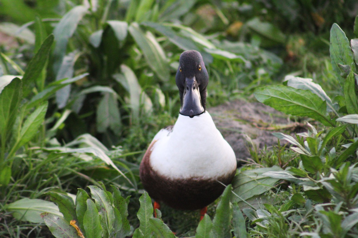 Northern Shoveler - ML633419184