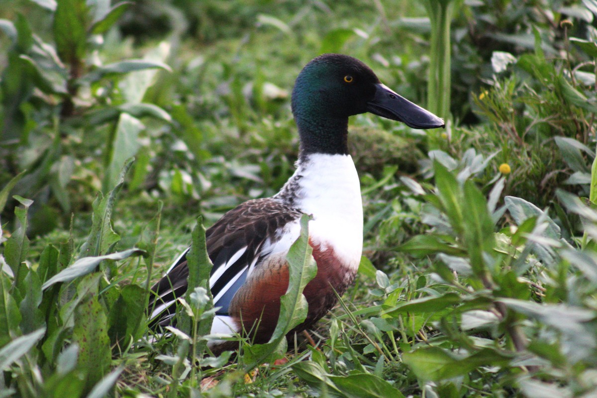Northern Shoveler - ML633419185