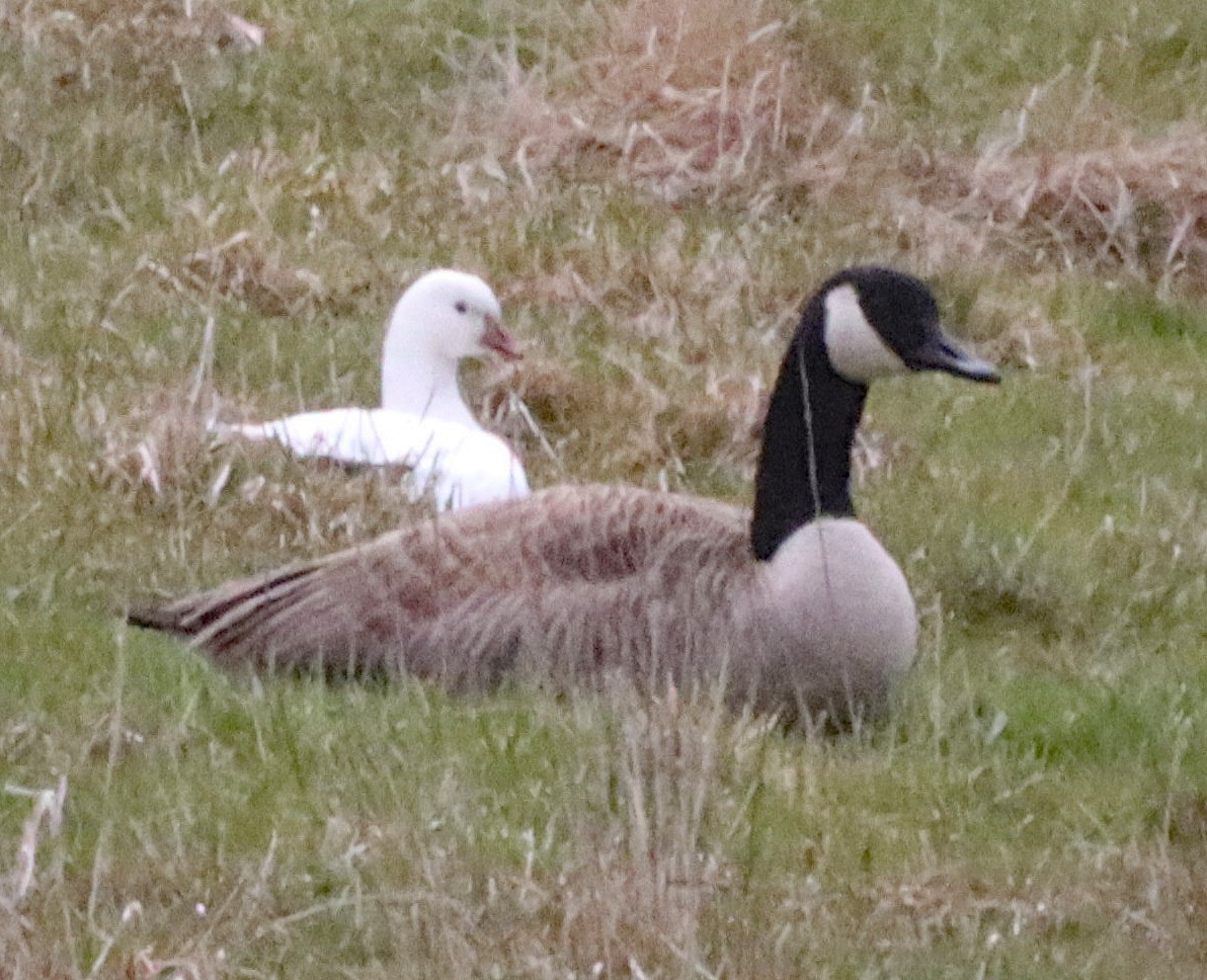Snow x Ross's Goose (hybrid) - ML633419245