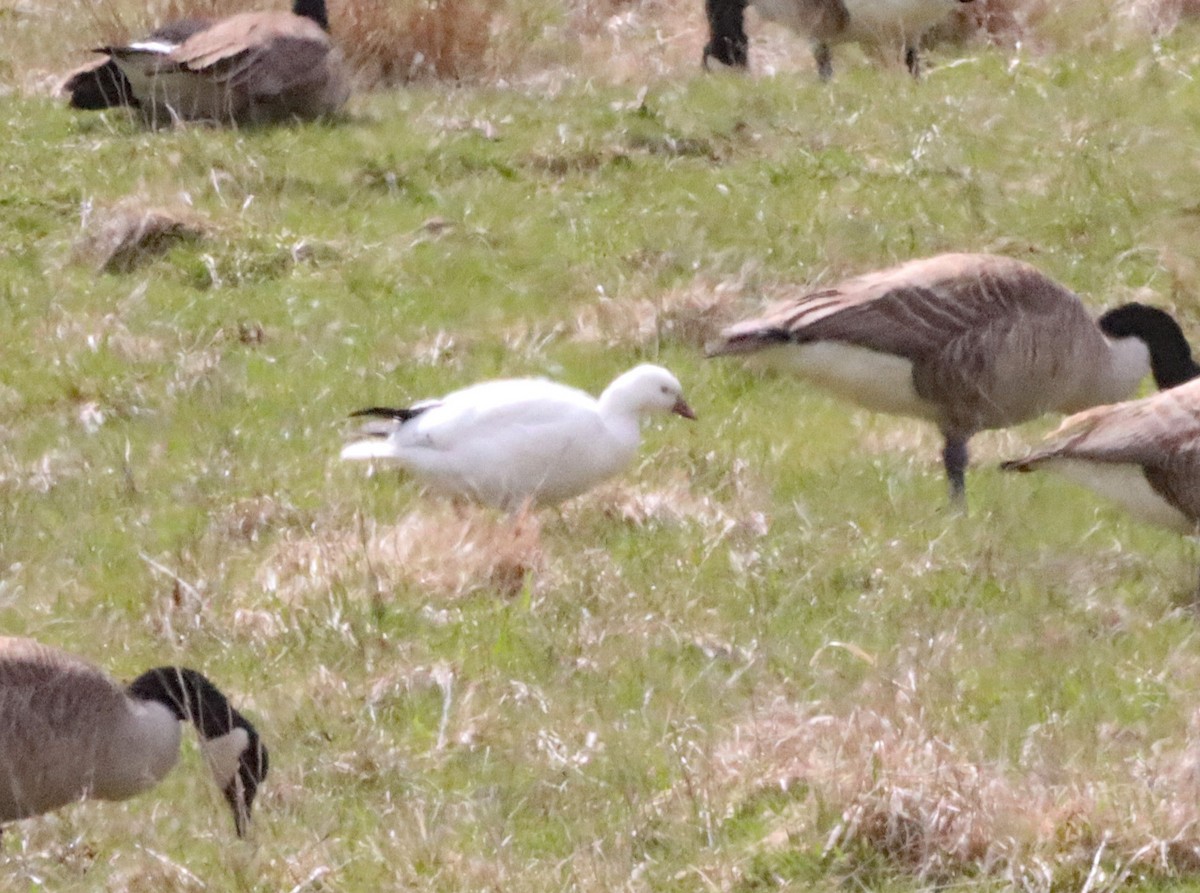 Snow x Ross's Goose (hybrid) - ML633419254