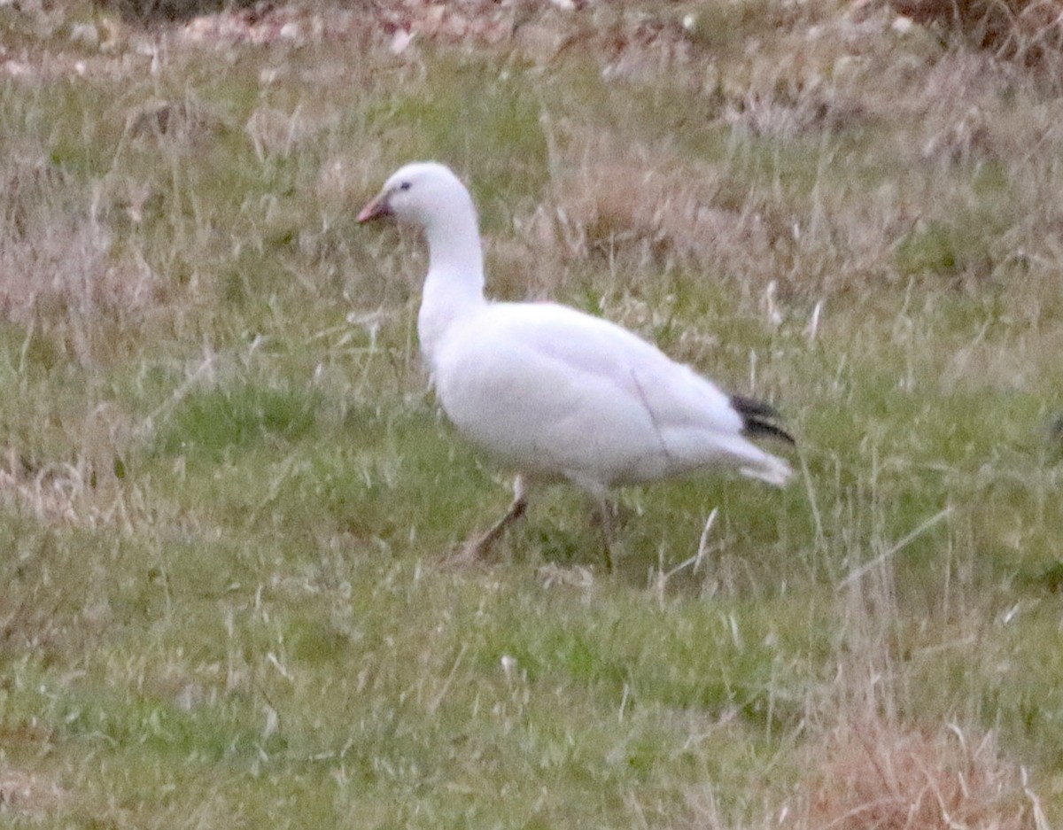 Snow x Ross's Goose (hybrid) - ML633419258