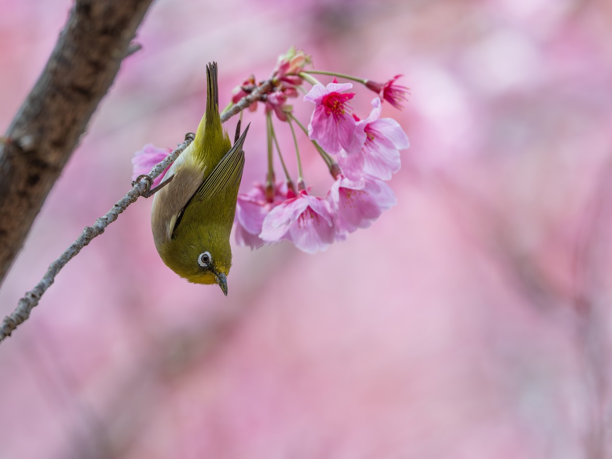 Warbling White-eye - ML633419290