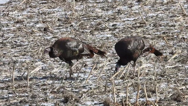 Wild Turkey - ML633419343