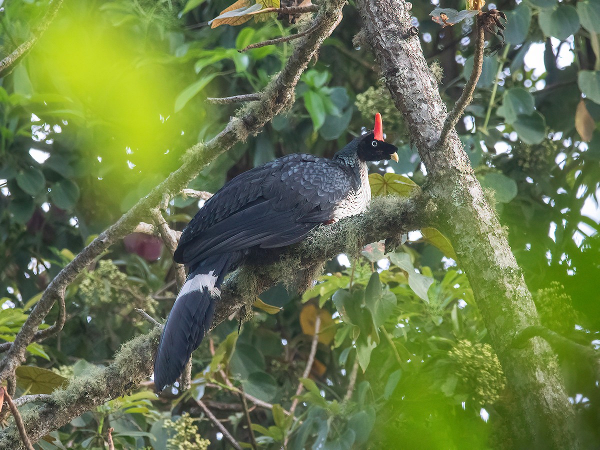 Horned Guan - ML633419359