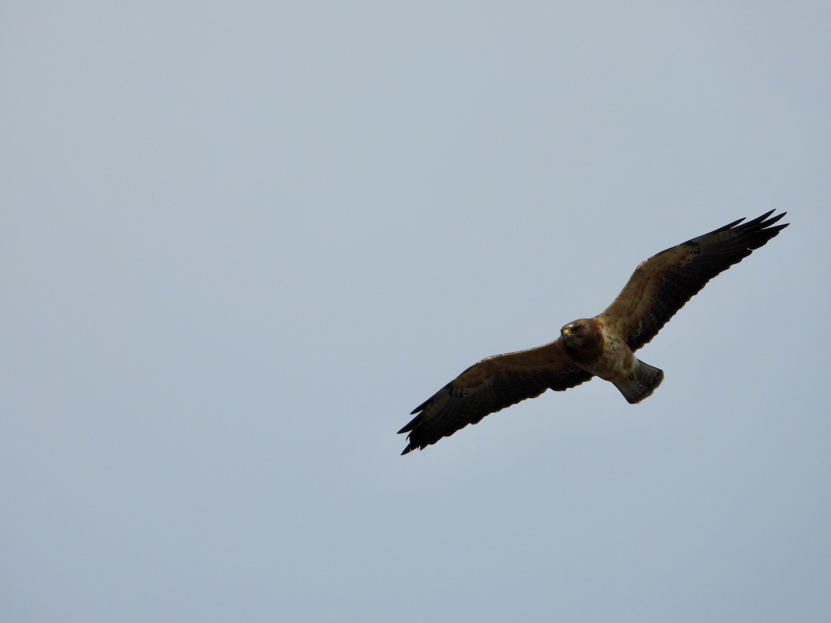 Swainson's Hawk - ML633419514