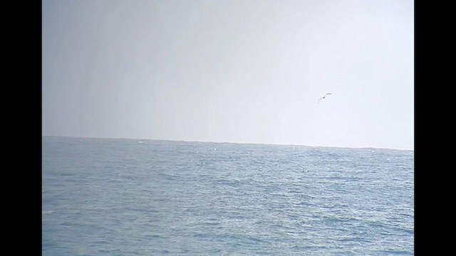 Masked Booby - ML633419531