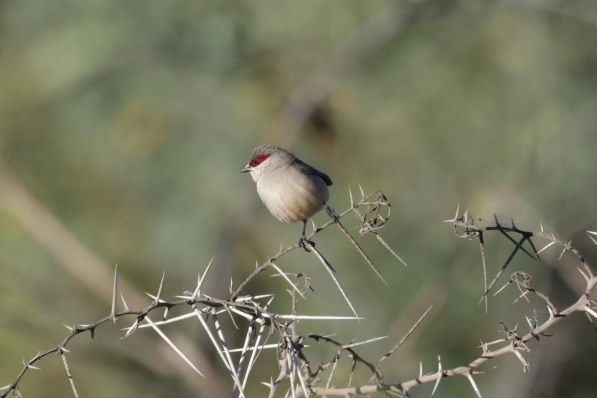 Arabian Waxbill - ML633419676