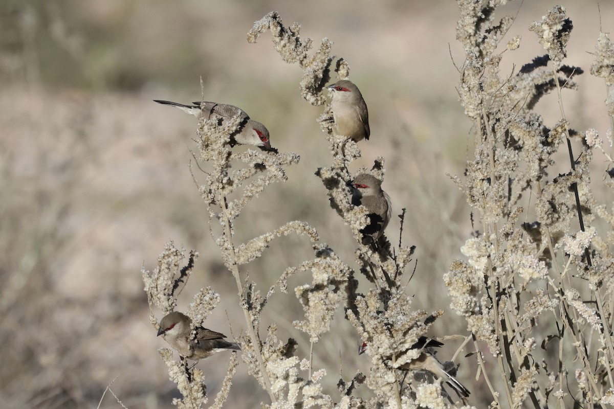 Arabian Waxbill - ML633419678