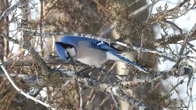 Blue Jay - ML633419742