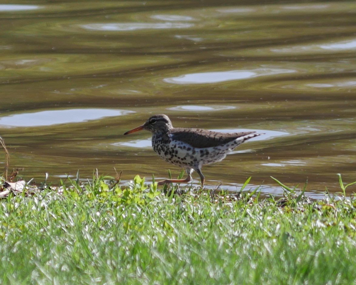 Spotted Sandpiper - ML633419794