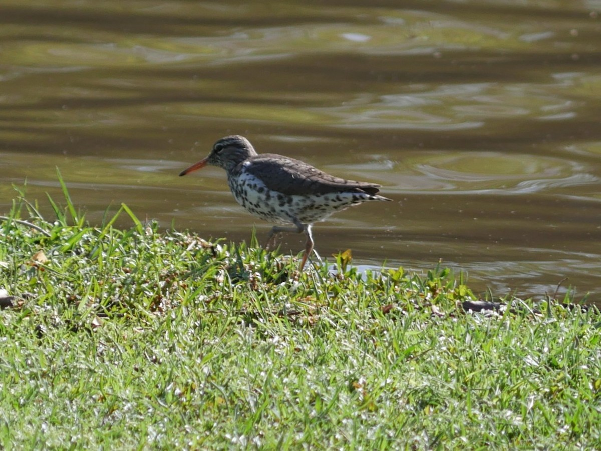 Spotted Sandpiper - ML633419796
