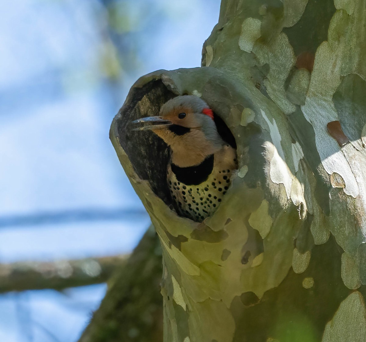 Northern Flicker - ML633419800
