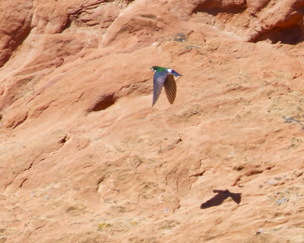 Violet-green Swallow - ML633419866