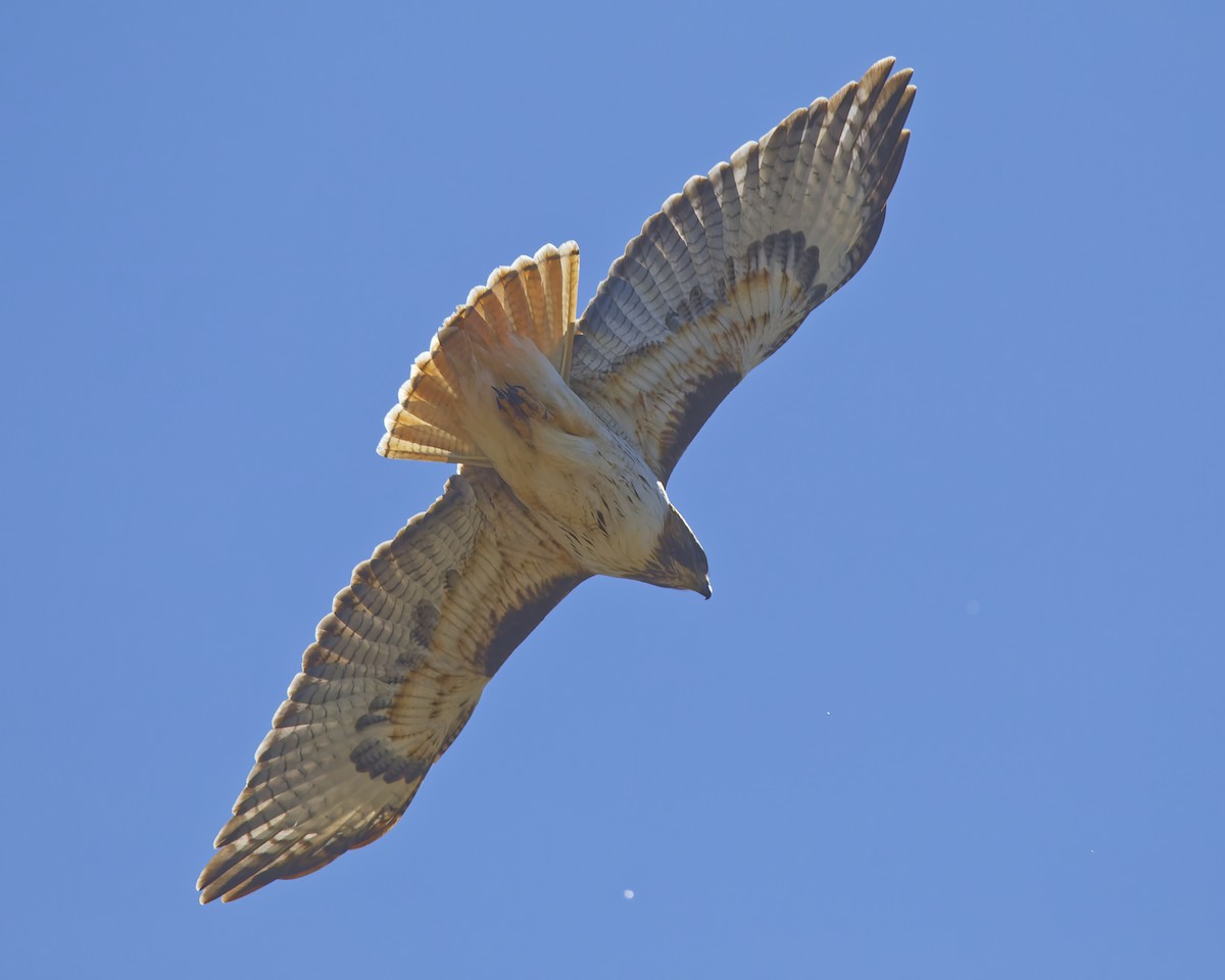 Red-tailed Hawk - ML633419993