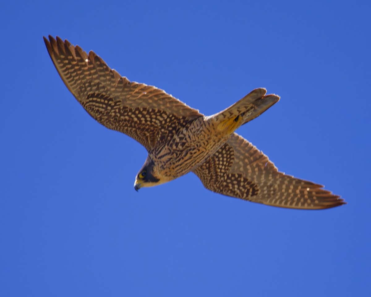 Peregrine Falcon - ML633419997