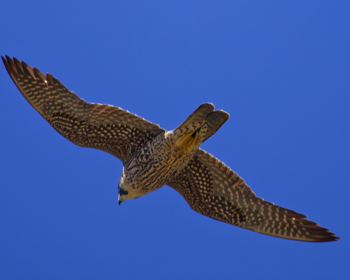 Peregrine Falcon - ML633419998