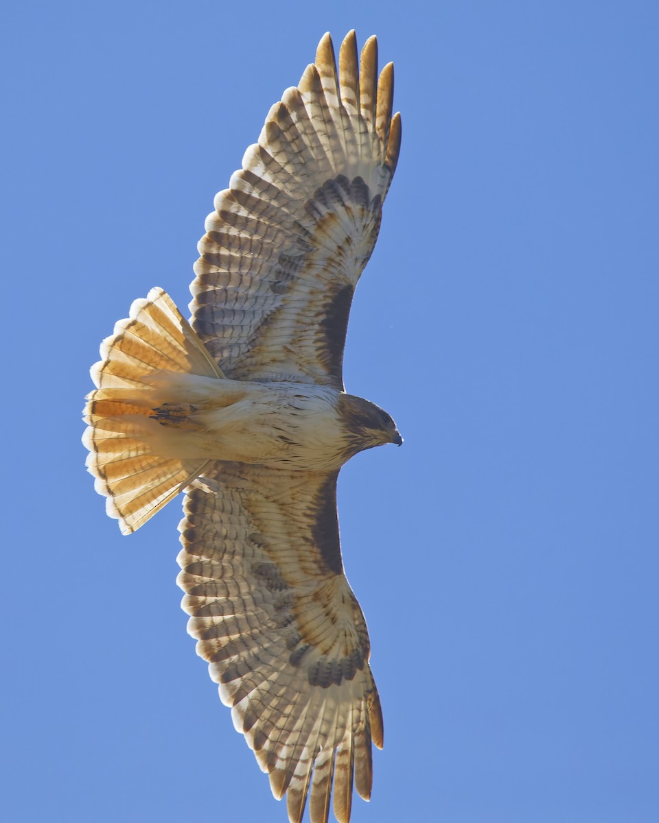 Red-tailed Hawk - ML633420007