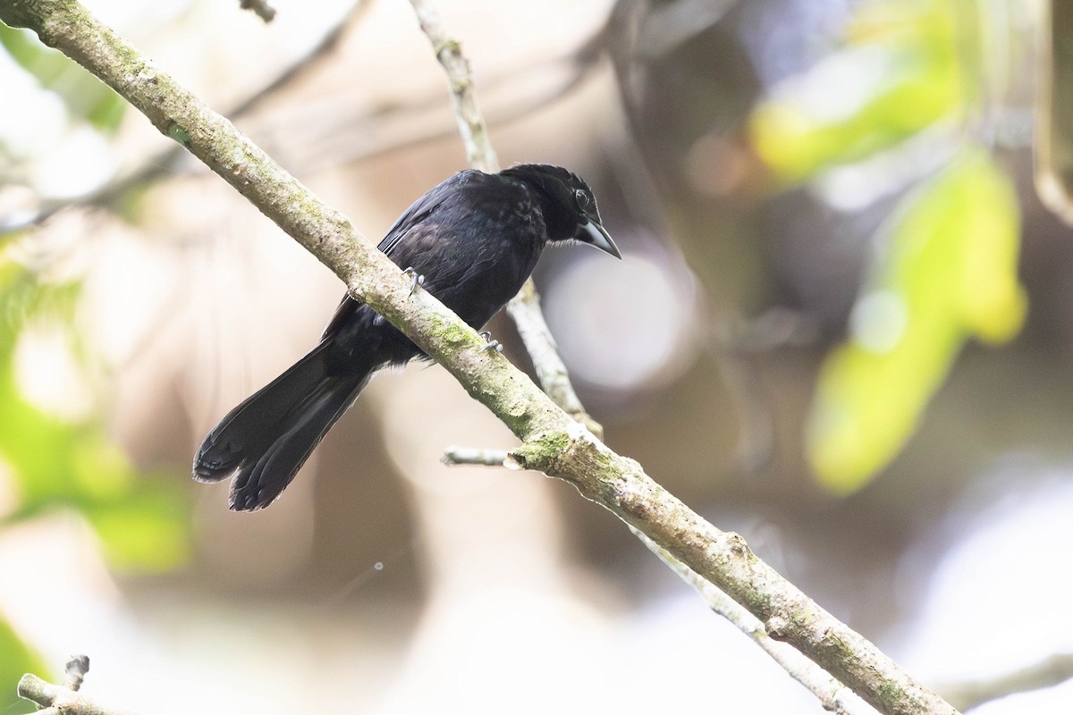 White-lined Tanager - ML633420044