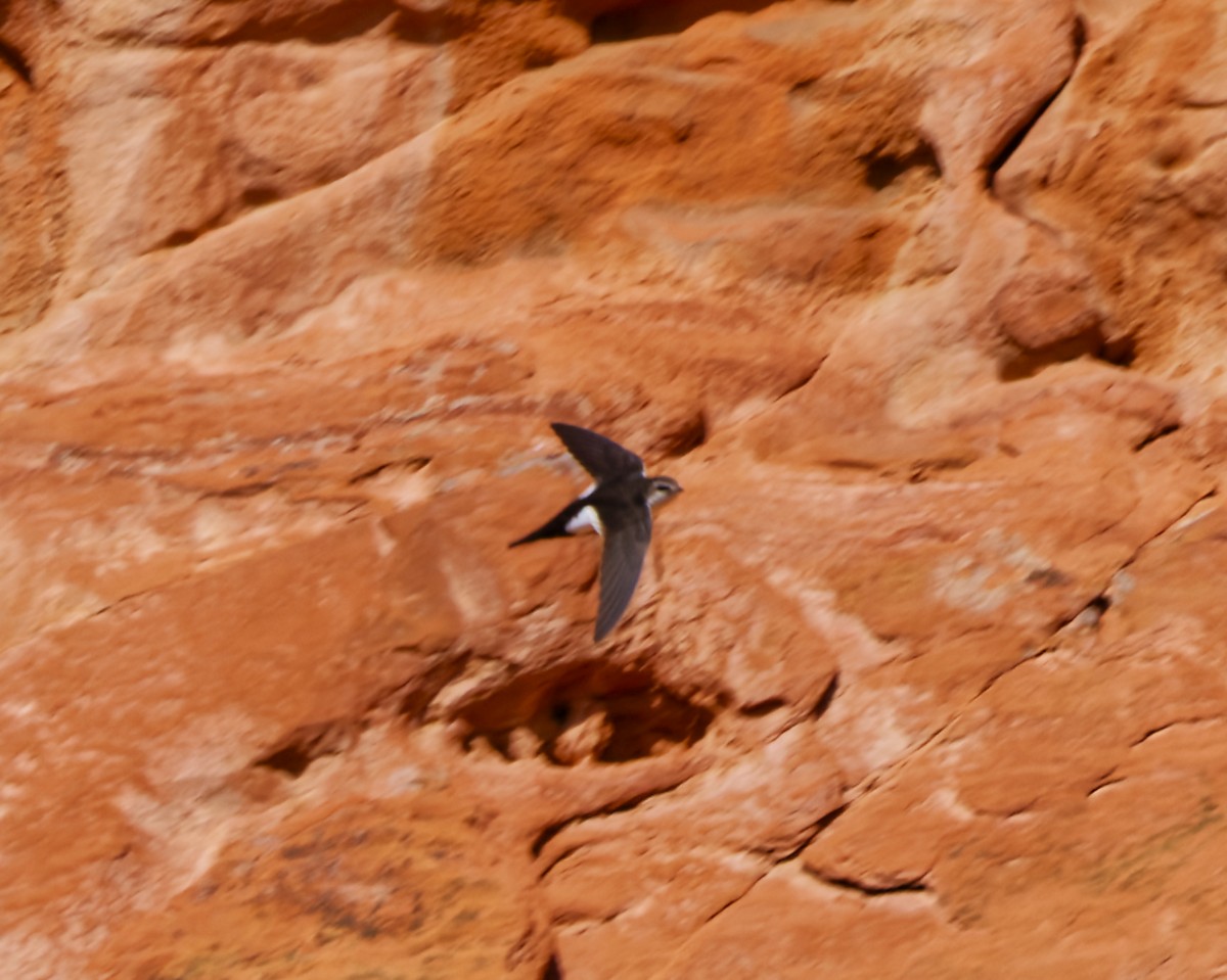 White-throated Swift - ML633420063