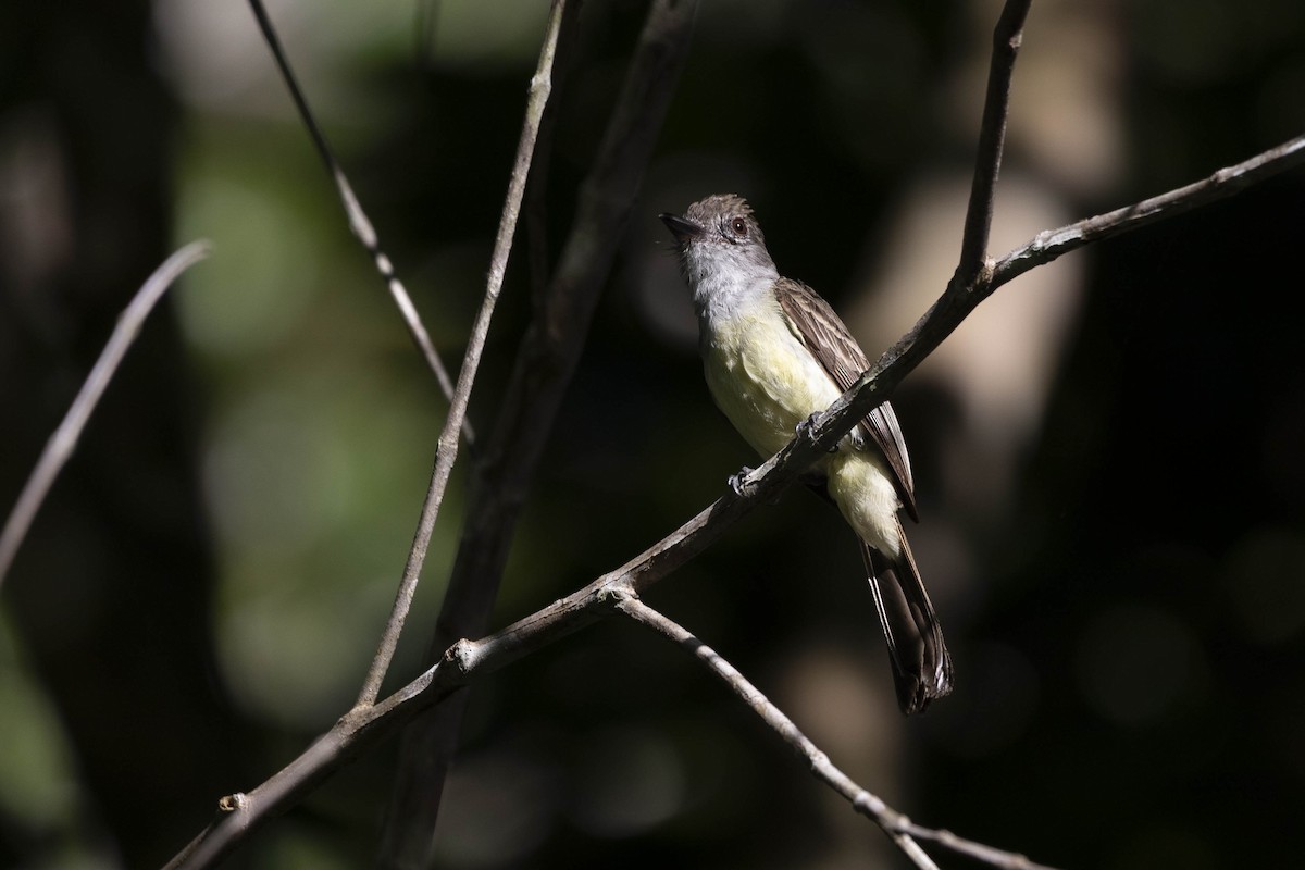 Short-crested Flycatcher - ML633420083