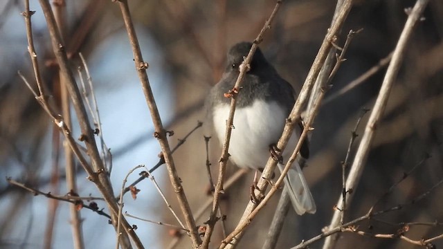 ユキヒメドリ（hyemalis／carolinensis） - ML633420092