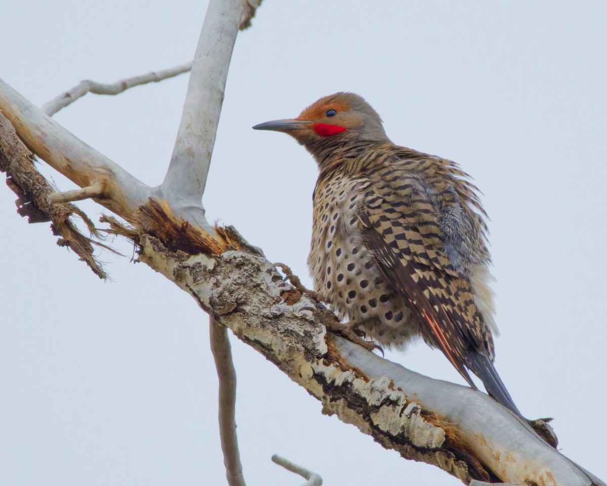 Northern Flicker - ML633420093